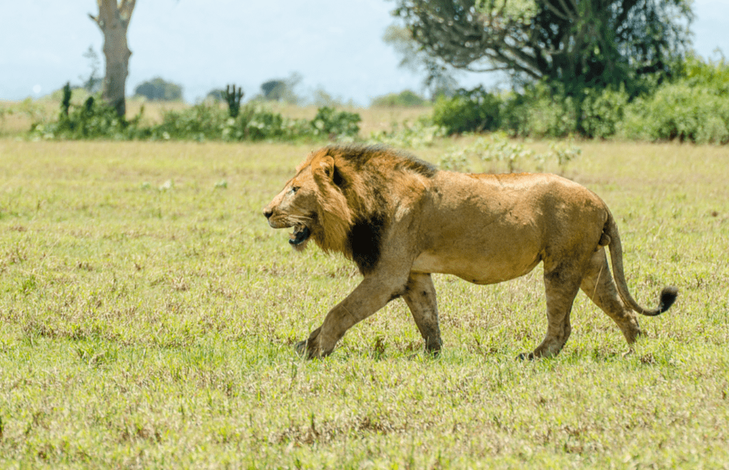Lion spotted on a game drive