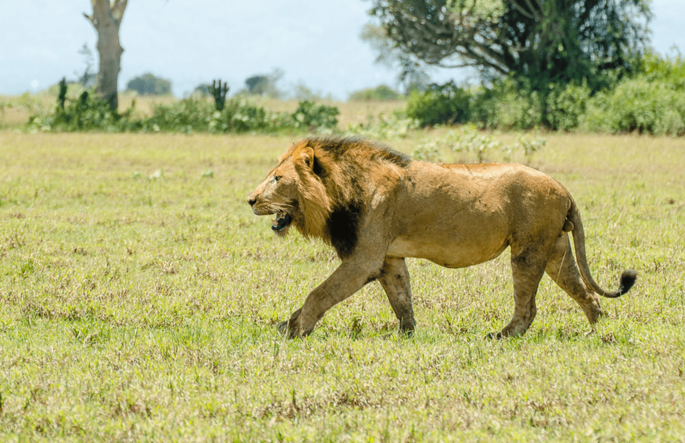Lion spotted on a game drive