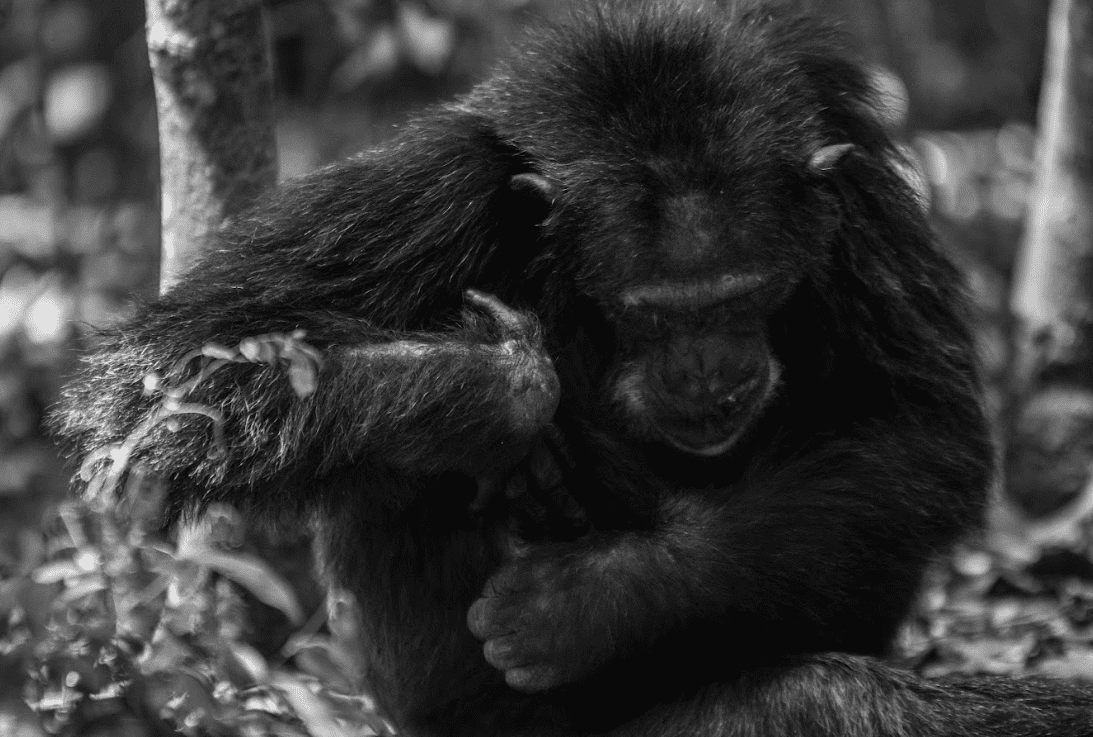 Chimpanzee conservation