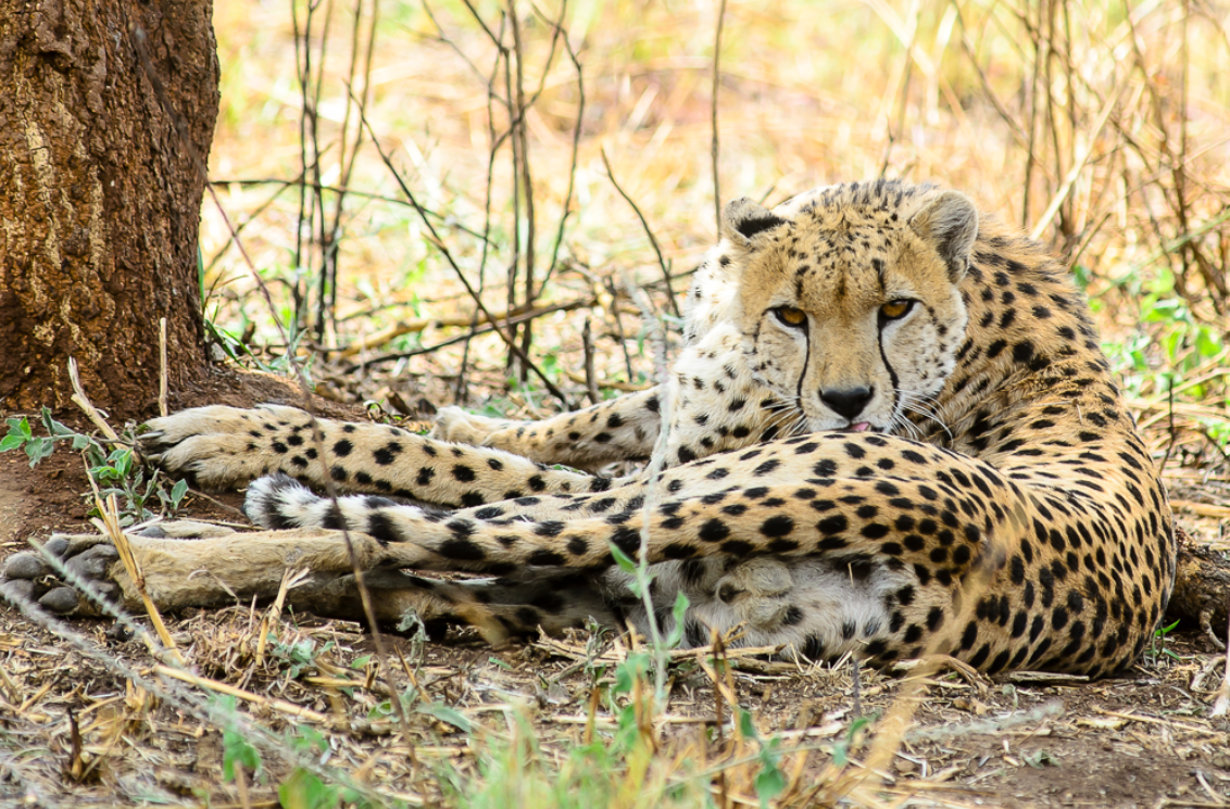 Game drive