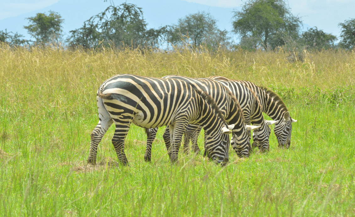 4x4 car rental Uganda game drive — zebras and impala at Lake Mburo National Park