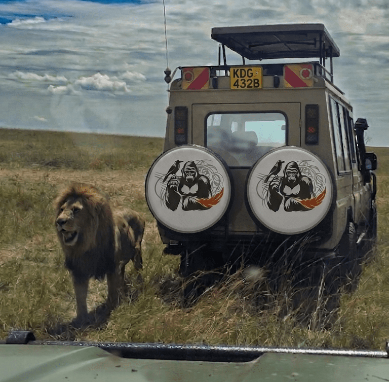 Lion during a Uganda game drive
