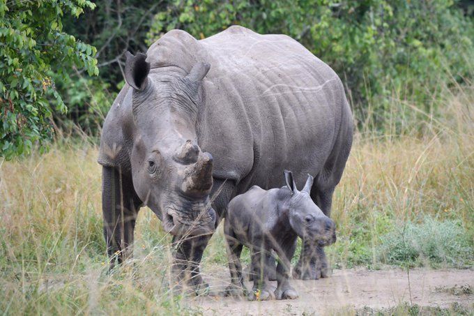 Black Rhinos Akagera