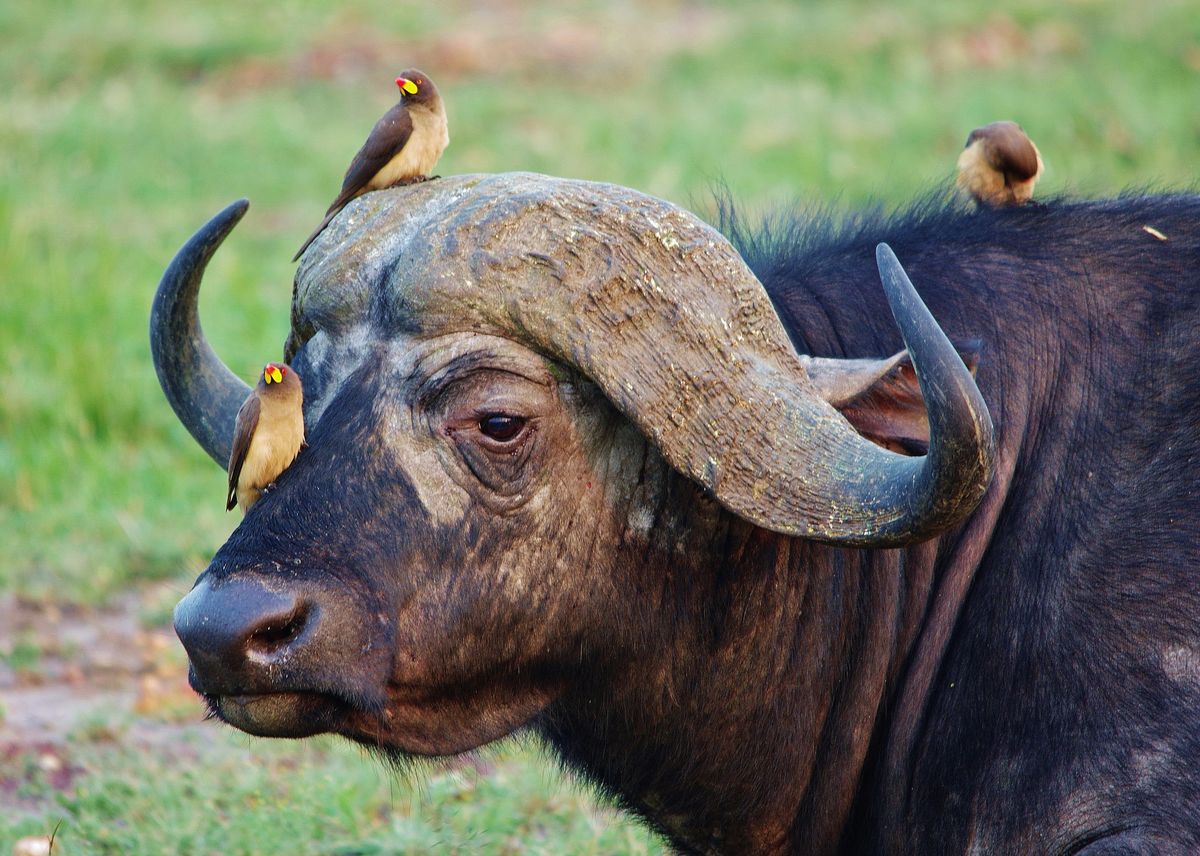 Cape Buffaloe Akagera National Park Rwanda: Big Five Safari Guide