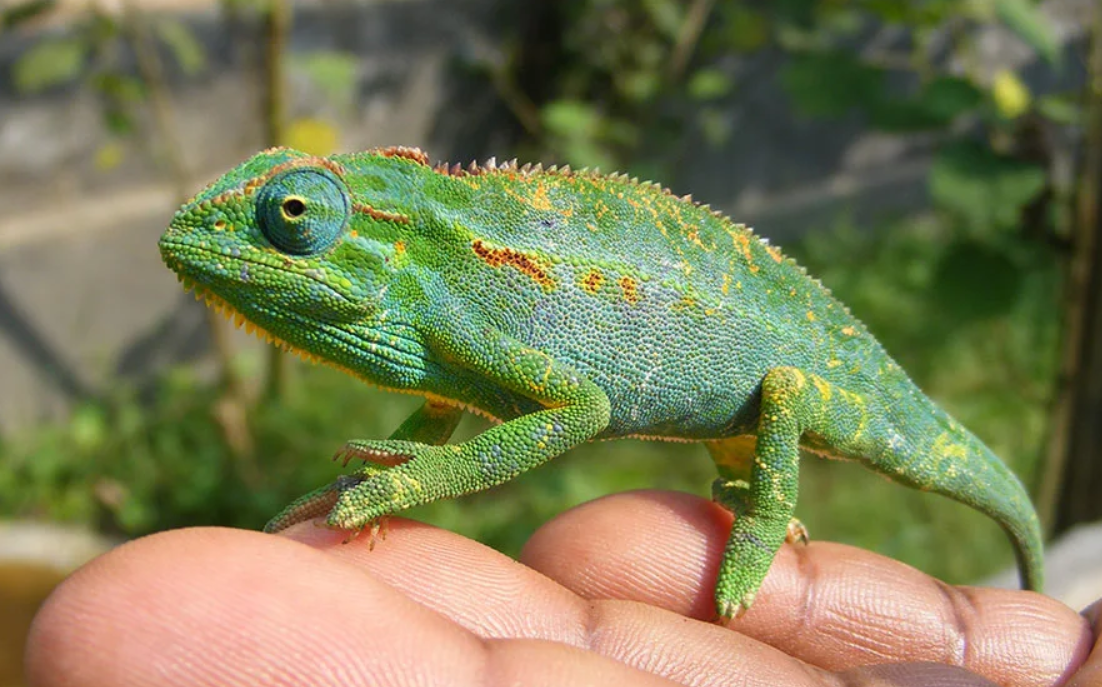 Chameleon at Reptile Village