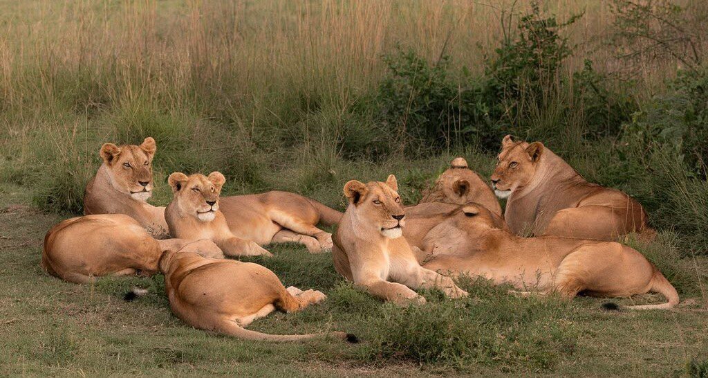 Akagera National Park Rwanda: Big Five Safari Guide