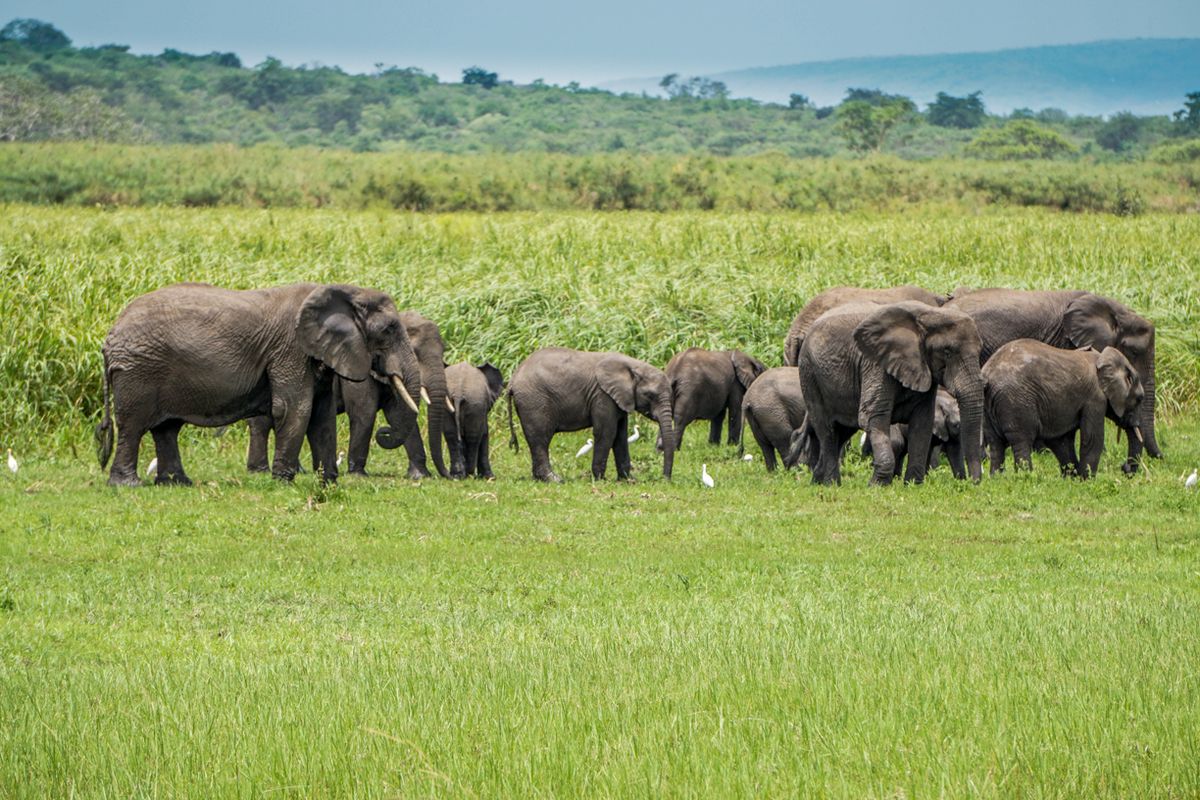 Elephants