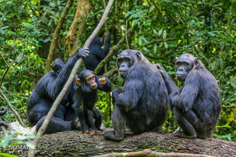 Chimpanzees at Ngamba Island