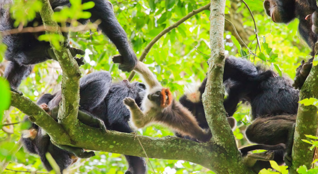 Gishwati-Mukura National Park: Mountain Gorillas & Chimpanzees primate tracking safari