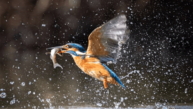 Colorful kingfisher spotted during Seasonal Migration in Burundi