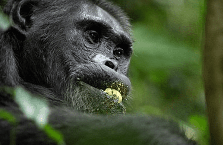 a male chimpanzee on atree trunk feeding