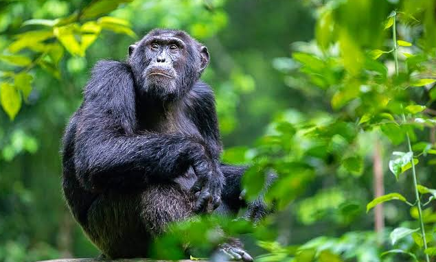 How to Plan a Chimpanzee Safari in Burundi From USA
