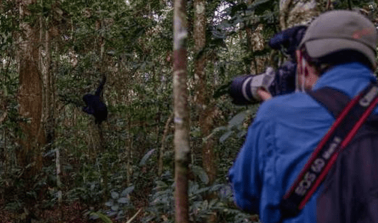 Field researchers demonstrating Safety Tips for Chimpanzee Trekking protocols