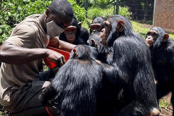 a researcher carrying out aphysical study of chimpanzees in burundi