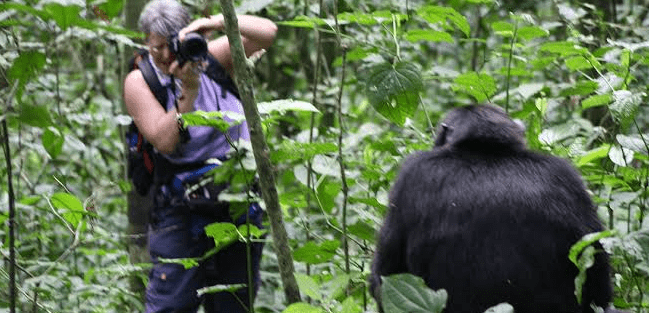 Where to Track Chimpanzees in Burundi: Complete Travel Guide 2026 tourist trekking in kibira