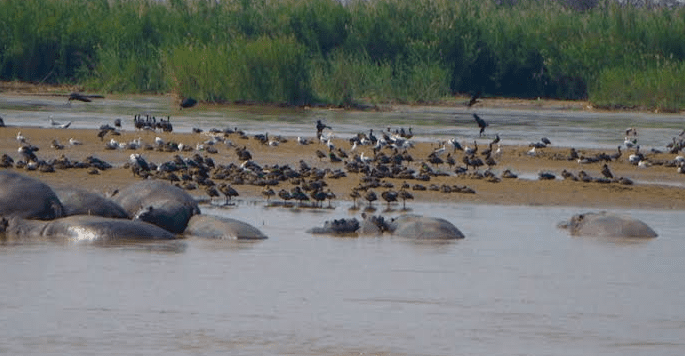 Wetland monitoring under Burundi Wildlife Conservation Programs