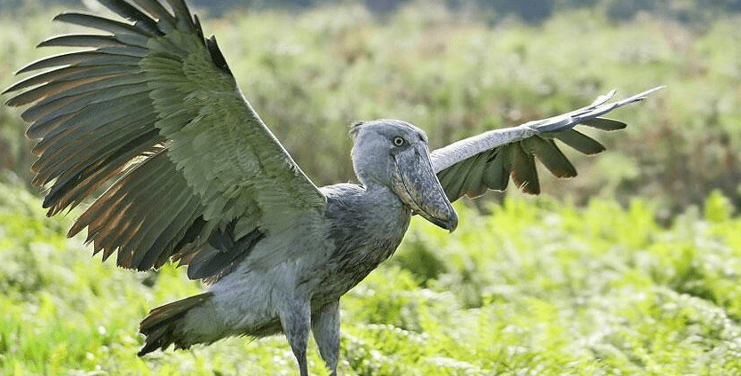Bushy Vegetation Zones: Flora & Ecosystem in Burundi avian wildlife tracking