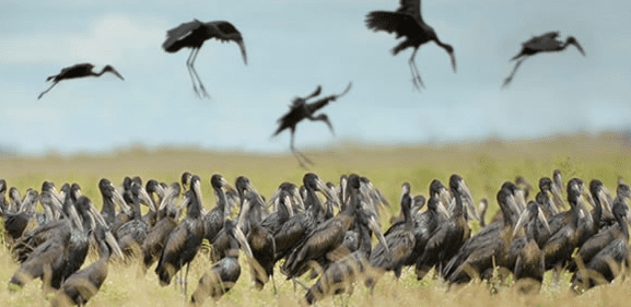 Wildlife Comparison: Rwanda vs. Burundi Safari Destinations bird watching tours