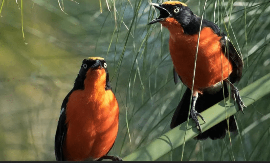 Birding Rwanda and Burundi: Avian Paradise Combination Tour birding in burundi