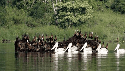Flocks of birds seen during Burundi River Cruises near Bujumbura