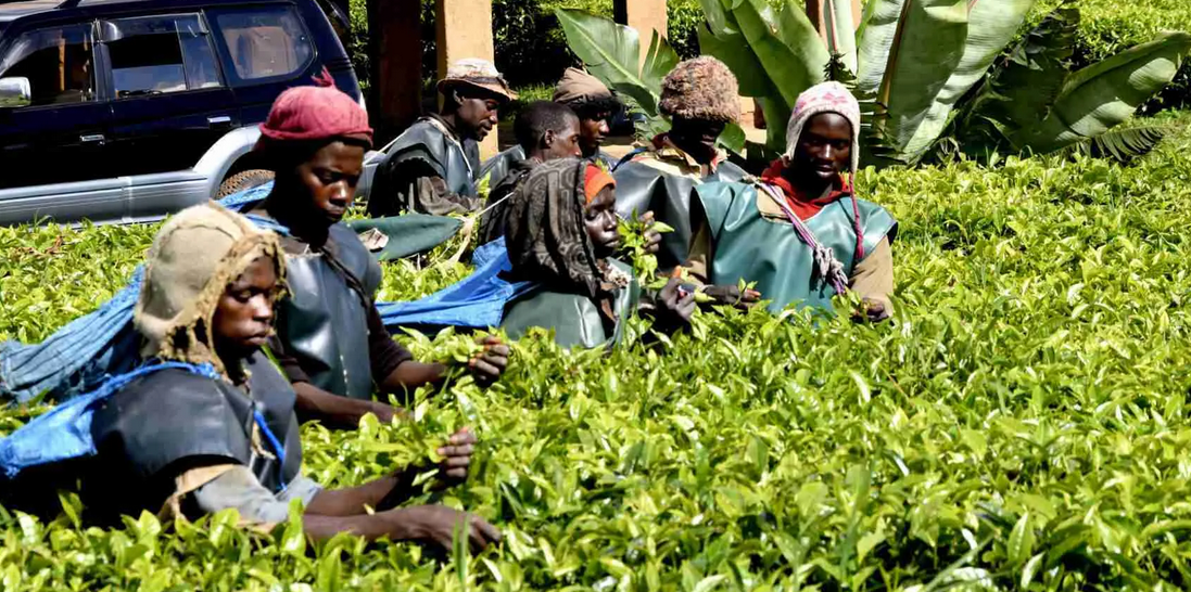 Bushy Vegetation Zones: Flora & Ecosystem in Burundi guided botanical safari