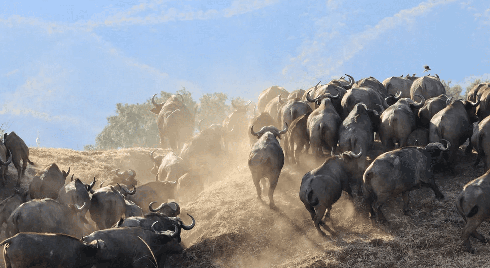Buffalo herd moving through Ruvubu during Seasonal Migration in Burundi