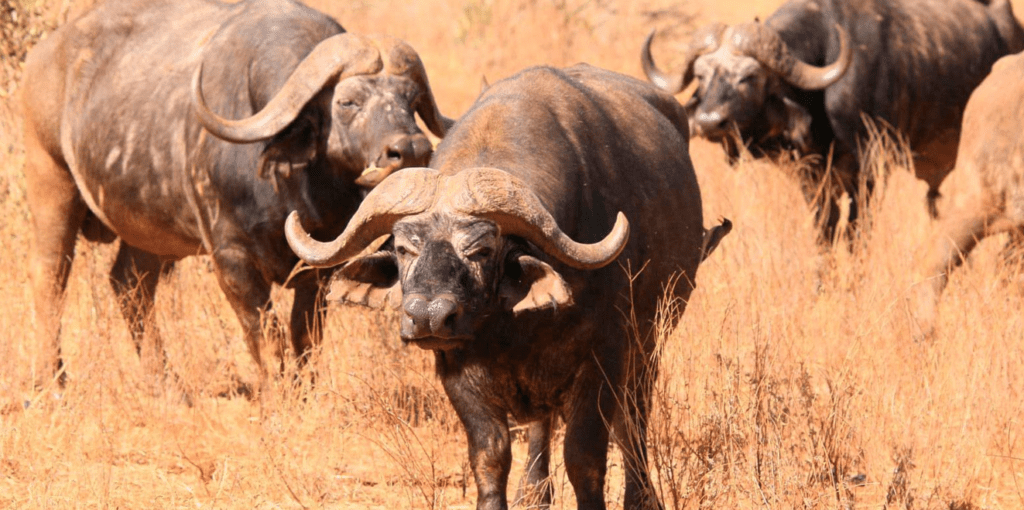Wildlife Comparison: Rwanda vs. Burundi Safari Destinations buffaloes in ruvubu national park