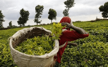 Tea Plantations in Burundi: Agricultural Tours & Rural Culture rwegura processing plant