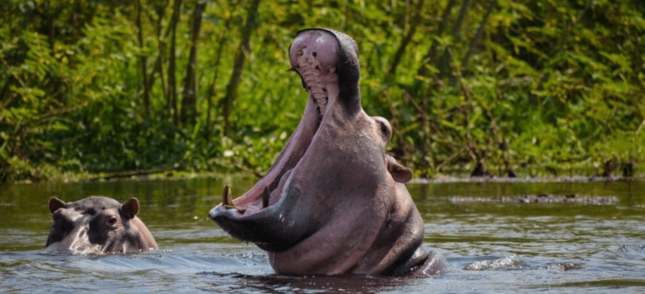 when is the best time to visit burundi. hippo safaris