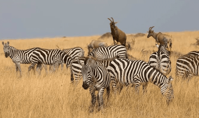 10-Day Burundi Chimpanzee & Wildlife Safari Itinerary