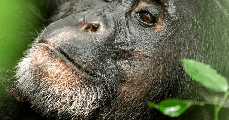 Burundi Chimpanzee Permitting Process