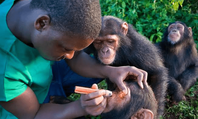 Kibira Forest Chimpanzee Population: What Scientists Discovered