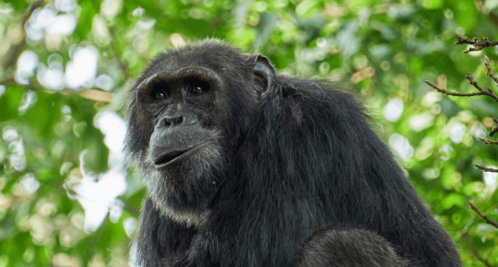 A close-up of a chimpanzee in kibira national park