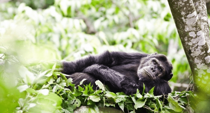 Where to Track Chimpanzees in Burundi: Complete Travel Guide 2026