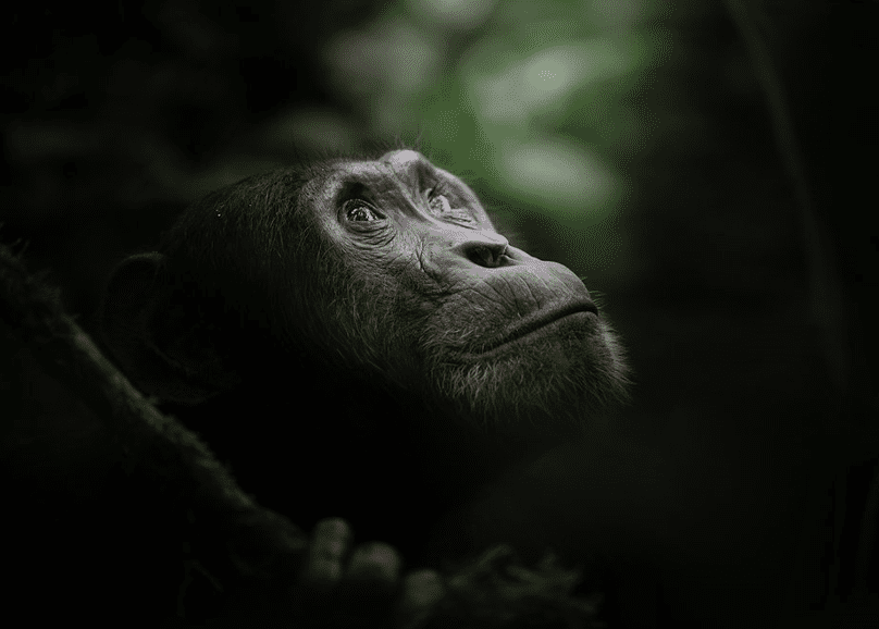 Photography Safari Rwanda Volcanoes Burundi Chimp Forests, chimpanzee captured in kibira