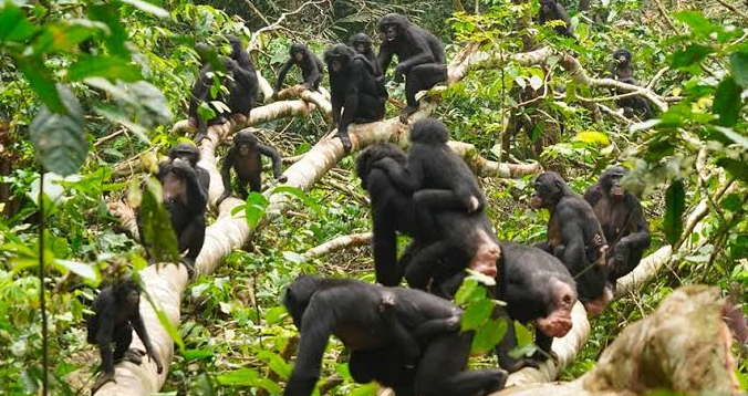 Social grooming behaviors within Chimpanzee Family Groups in Kibira Forest