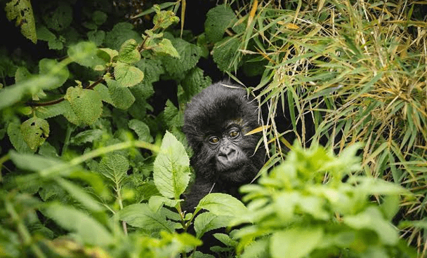 Burundi Chimpanzees: Habitat, Behavior & Conservation Efforts