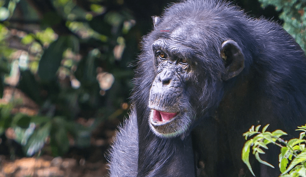 Chimpanzee tracking in Burundi's Kibira National Park