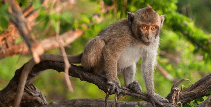 10-Day Burundi Chimpanzee & Wildlife Safari Itinerary.