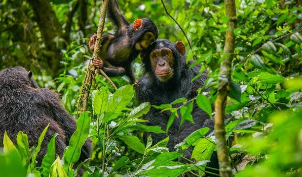 Kibira National Park Chimpanzee Trekking: Best Experiences & Prices