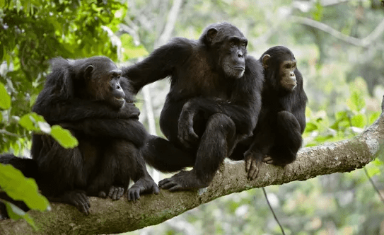 chimpanzees spotted resting on a tree brunch
