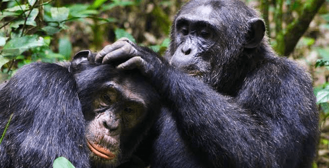 chimps spotted in kibira national park