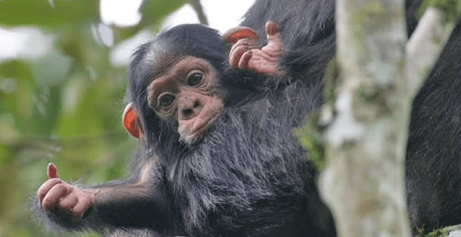 Why Burundi Is Becoming a Top Destination for Chimpanzee Tracking