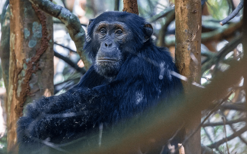 Wild primate tracking for Chimps of Gishwati-Mukura National Park