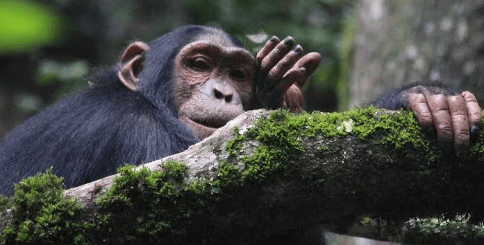 cost of chimpanzee trekking in burundi