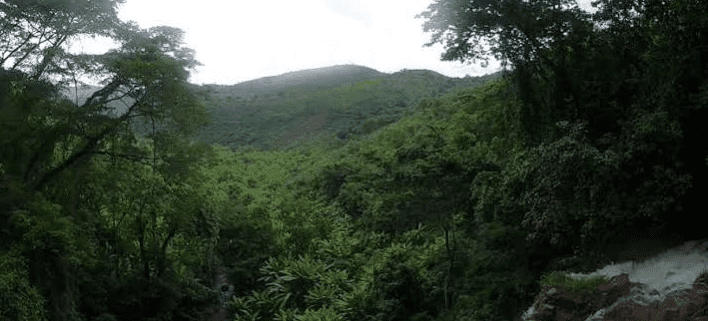 Kibira National Park: Burundi's Cloud Forest Chimpanzee Haven
