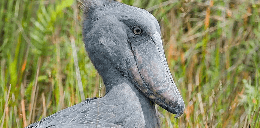 Birding Rwanda and Burundi: Avian Paradise Combination Tour shoebill stork safari