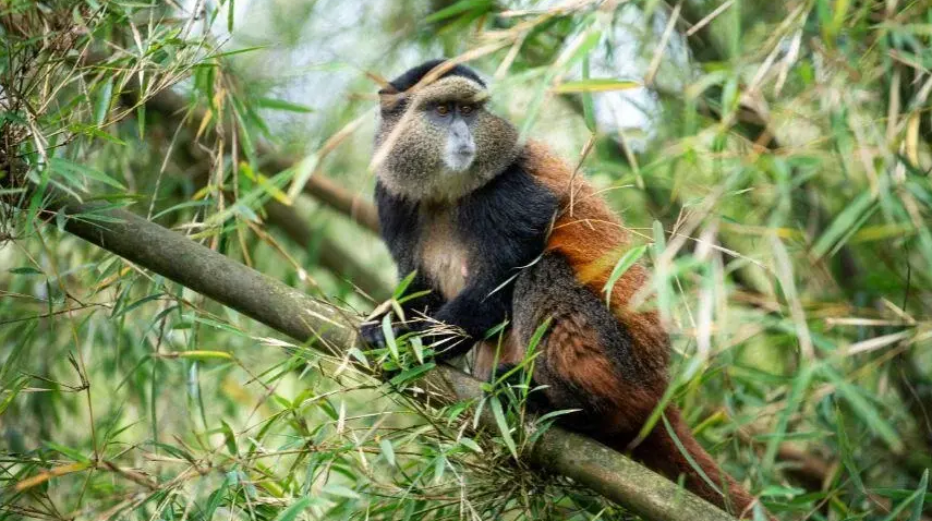 Gishwati-Mukura National Park: Mountain Gorillas & Chimpanzees golden monkey viewing