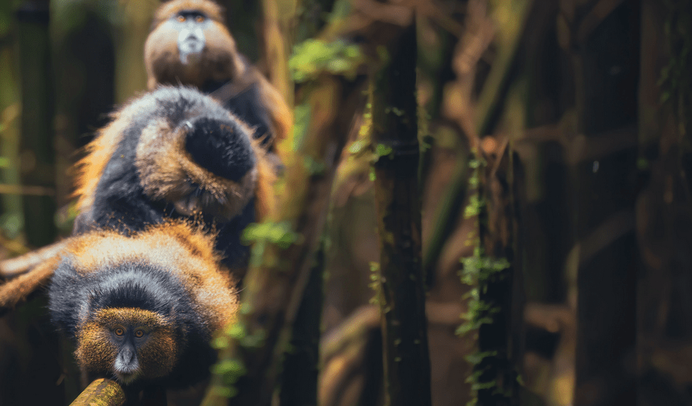 Best of Both: Rwanda Gorillas + Burundi Chimpanzees Tour Package golden monkey trek options