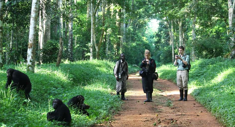 Safety Tips for Chimpanzee Trekking guided group walking in Kibira National Park
